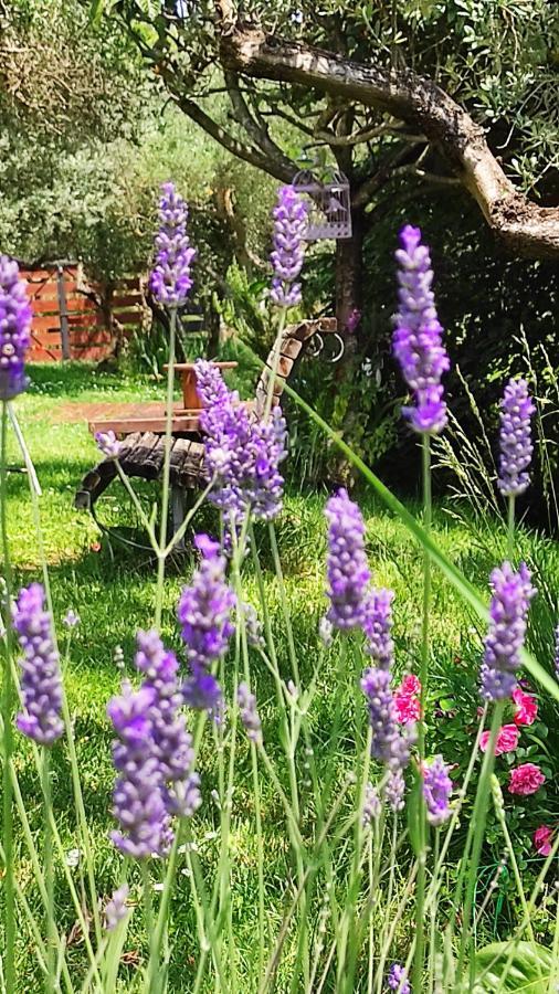B&B La Casina Di Iris Arezzo Eksteriør billede